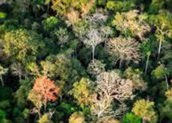 Malattie rare, da pianta amazzonica farmaco per grave sindrome intestinale bebè